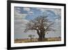 Baobab tree, Ruaha National Park, Tanzania, East Africa, Africa-James Hager-Framed Photographic Print