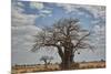 Baobab tree, Ruaha National Park, Tanzania, East Africa, Africa-James Hager-Mounted Photographic Print