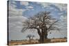 Baobab tree, Ruaha National Park, Tanzania, East Africa, Africa-James Hager-Stretched Canvas