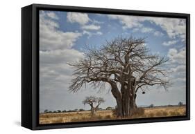Baobab tree, Ruaha National Park, Tanzania, East Africa, Africa-James Hager-Framed Stretched Canvas