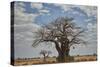 Baobab tree, Ruaha National Park, Tanzania, East Africa, Africa-James Hager-Stretched Canvas