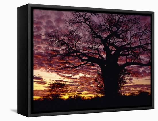 Baobab Tree Silhouetted by Spectacular Sunrise, Kenya, East Africa, Africa-Stanley Storm-Framed Stretched Canvas