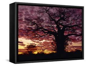 Baobab Tree Silhouetted by Spectacular Sunrise, Kenya, East Africa, Africa-Stanley Storm-Framed Stretched Canvas