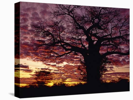 Baobab Tree Silhouetted by Spectacular Sunrise, Kenya, East Africa, Africa-Stanley Storm-Stretched Canvas