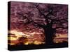 Baobab Tree Silhouetted by Spectacular Sunrise, Kenya, East Africa, Africa-Stanley Storm-Stretched Canvas