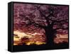 Baobab Tree Silhouetted by Spectacular Sunrise, Kenya, East Africa, Africa-Stanley Storm-Framed Stretched Canvas