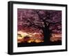 Baobab Tree Silhouetted by Spectacular Sunrise, Kenya, East Africa, Africa-Stanley Storm-Framed Premium Photographic Print