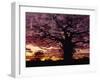 Baobab Tree Silhouetted by Spectacular Sunrise, Kenya, East Africa, Africa-Stanley Storm-Framed Premium Photographic Print