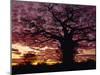 Baobab Tree Silhouetted by Spectacular Sunrise, Kenya, East Africa, Africa-Stanley Storm-Mounted Premium Photographic Print