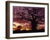 Baobab Tree Silhouetted by Spectacular Sunrise, Kenya, East Africa, Africa-Stanley Storm-Framed Photographic Print