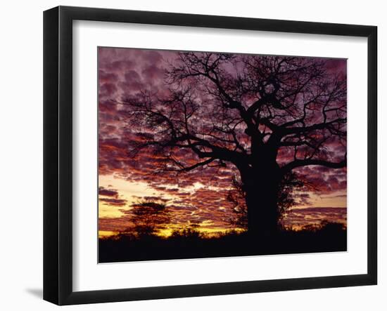 Baobab Tree Silhouetted by Spectacular Sunrise, Kenya, East Africa, Africa-Stanley Storm-Framed Photographic Print