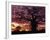 Baobab Tree Silhouetted by Spectacular Sunrise, Kenya, East Africa, Africa-Stanley Storm-Framed Photographic Print