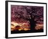 Baobab Tree Silhouetted by Spectacular Sunrise, Kenya, East Africa, Africa-Stanley Storm-Framed Photographic Print