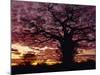 Baobab Tree Silhouetted by Spectacular Sunrise, Kenya, East Africa, Africa-Stanley Storm-Mounted Photographic Print