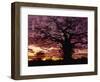 Baobab Tree Silhouetted by Spectacular Sunrise, Kenya, East Africa, Africa-Stanley Storm-Framed Photographic Print