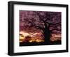 Baobab Tree Silhouetted by Spectacular Sunrise, Kenya, East Africa, Africa-Stanley Storm-Framed Photographic Print