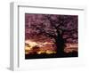 Baobab Tree Silhouetted by Spectacular Sunrise, Kenya, East Africa, Africa-Stanley Storm-Framed Photographic Print