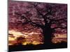 Baobab Tree Silhouetted by Spectacular Sunrise, Kenya, East Africa, Africa-Stanley Storm-Mounted Photographic Print