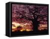 Baobab Tree Silhouetted by Spectacular Sunrise, Kenya, East Africa, Africa-Stanley Storm-Framed Stretched Canvas