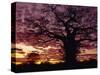 Baobab Tree Silhouetted by Spectacular Sunrise, Kenya, East Africa, Africa-Stanley Storm-Stretched Canvas