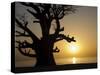 Baobab Tree, Sine Saloum Delta, Senegal, West Africa, Africa-Robert Harding-Stretched Canvas