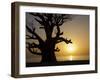 Baobab Tree, Sine Saloum Delta, Senegal, West Africa, Africa-Robert Harding-Framed Photographic Print