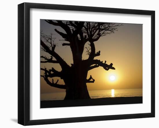 Baobab Tree, Sine Saloum Delta, Senegal, West Africa, Africa-Robert Harding-Framed Photographic Print