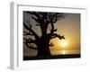 Baobab Tree, Sine Saloum Delta, Senegal, West Africa, Africa-Robert Harding-Framed Photographic Print