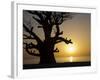 Baobab Tree, Sine Saloum Delta, Senegal, West Africa, Africa-Robert Harding-Framed Photographic Print