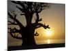 Baobab Tree, Sine Saloum Delta, Senegal, West Africa, Africa-Robert Harding-Mounted Photographic Print