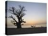 Baobab Tree, Sine Saloum Delta, Senegal, West Africa, Africa-Robert Harding-Stretched Canvas