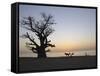 Baobab Tree, Sine Saloum Delta, Senegal, West Africa, Africa-Robert Harding-Framed Stretched Canvas