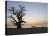 Baobab Tree, Sine Saloum Delta, Senegal, West Africa, Africa-Robert Harding-Stretched Canvas