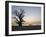 Baobab Tree, Sine Saloum Delta, Senegal, West Africa, Africa-Robert Harding-Framed Photographic Print