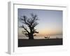 Baobab Tree, Sine Saloum Delta, Senegal, West Africa, Africa-Robert Harding-Framed Photographic Print