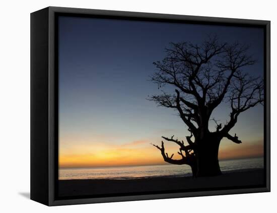 Baobab Tree, Sine Saloum Delta, Senegal, West Africa, Africa-Robert Harding-Framed Stretched Canvas