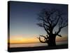 Baobab Tree, Sine Saloum Delta, Senegal, West Africa, Africa-Robert Harding-Stretched Canvas