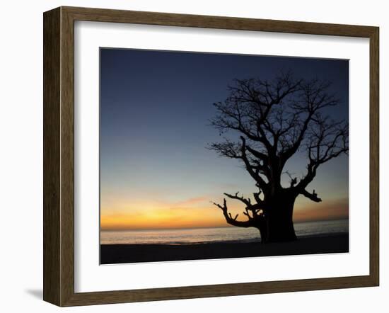 Baobab Tree, Sine Saloum Delta, Senegal, West Africa, Africa-Robert Harding-Framed Photographic Print