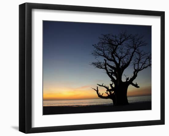 Baobab Tree, Sine Saloum Delta, Senegal, West Africa, Africa-Robert Harding-Framed Photographic Print