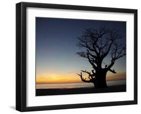 Baobab Tree, Sine Saloum Delta, Senegal, West Africa, Africa-Robert Harding-Framed Photographic Print