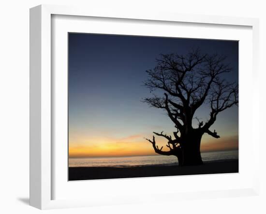 Baobab Tree, Sine Saloum Delta, Senegal, West Africa, Africa-Robert Harding-Framed Photographic Print