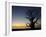 Baobab Tree, Sine Saloum Delta, Senegal, West Africa, Africa-Robert Harding-Framed Photographic Print