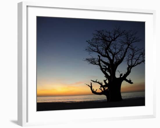 Baobab Tree, Sine Saloum Delta, Senegal, West Africa, Africa-Robert Harding-Framed Photographic Print