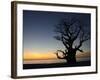 Baobab Tree, Sine Saloum Delta, Senegal, West Africa, Africa-Robert Harding-Framed Photographic Print