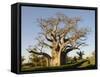 Baobab Tree, Sine Saloum Delta, Senegal, West Africa, Africa-Robert Harding-Framed Stretched Canvas