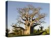 Baobab Tree, Sine Saloum Delta, Senegal, West Africa, Africa-Robert Harding-Stretched Canvas