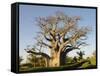 Baobab Tree, Sine Saloum Delta, Senegal, West Africa, Africa-Robert Harding-Framed Stretched Canvas