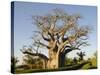 Baobab Tree, Sine Saloum Delta, Senegal, West Africa, Africa-Robert Harding-Stretched Canvas