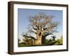 Baobab Tree, Sine Saloum Delta, Senegal, West Africa, Africa-Robert Harding-Framed Photographic Print