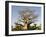 Baobab Tree, Sine Saloum Delta, Senegal, West Africa, Africa-Robert Harding-Framed Photographic Print